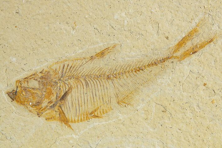 Fossil Fish (Diplomystus) - Wyoming #320136